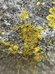 Candelaria concolor