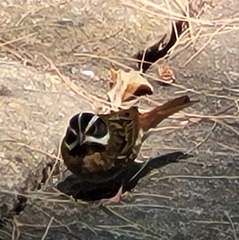 Emberiza tristrami