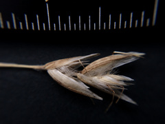 Rytidosperma maculatum