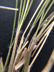 Rytidosperma maculatum