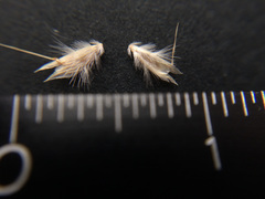 Rytidosperma maculatum