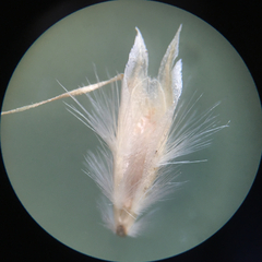 Rytidosperma maculatum