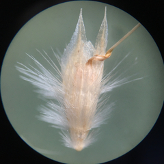 Rytidosperma maculatum