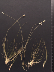 Rytidosperma maculatum