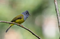 Culicicapa ceylonensis