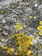Candelaria concolor