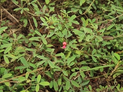Indigofera trifoliata glandulifera