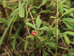 Indigofera trifoliata glandulifera