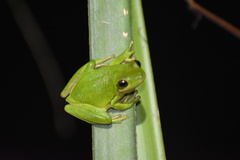 Hyla cinerea