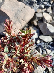 Epilobium pycnostachyum