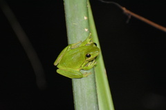 Hyla cinerea
