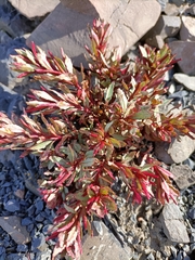 Epilobium pycnostachyum