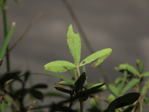 Image of Indigofera trifoliata by (c) chiuluan, some rights reserved (CC BY)