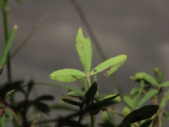 Indigofera trifoliata glandulifera