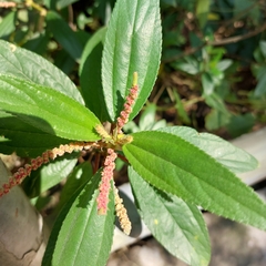 Boehmeria densiflora