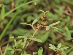 Indigofera trifoliata glandulifera
