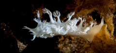 Tritoniopsis elegans