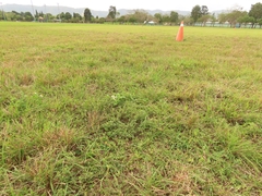 Indigofera trifoliata glandulifera