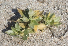 Stillingia spinulosa