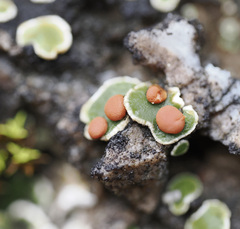 Psora pseudorussellii