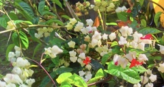 Clerodendrum thomsoniae