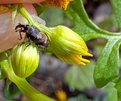 Glyptobaris lecontei
