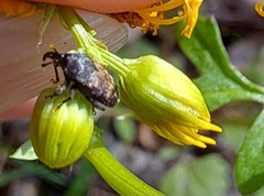 Glyptobaris lecontei