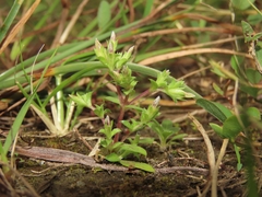 Gentiana tenuissima