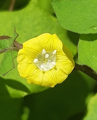 Angiospermae