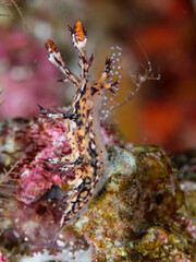Cabangus regius