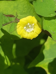 Angiospermae