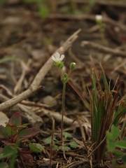 Androsace umbellata