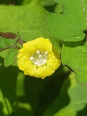 Angiospermae