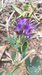 Medicago sativa