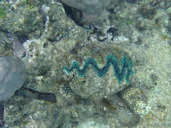 Tridacna noae