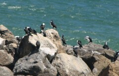 Phalacrocorax fuscescens