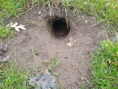 Otospermophilus beecheyi