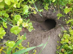 Otospermophilus beecheyi