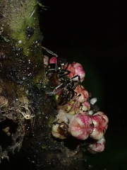 Neoponera aenescens