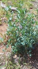 Medicago sativa