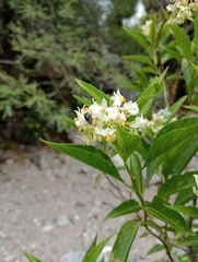 Solanum argentinum