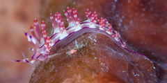 Coryphellina flamma