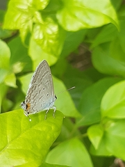 Catochrysops strabo