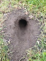 Otospermophilus beecheyi