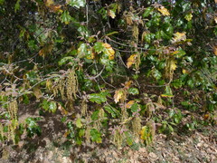 Quercus × ganderi