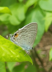 Catochrysops strabo