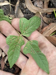 Vigna radiata sublobata