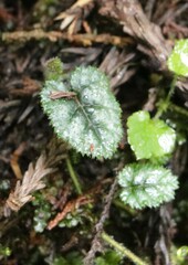 Rubus pectinellus