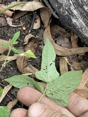 Vigna radiata sublobata