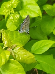 Catochrysops strabo